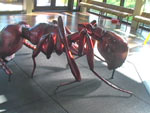 giant ant