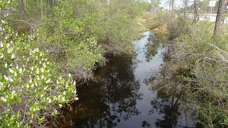 Feb 2011 creek view