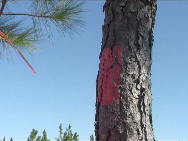 Florida Trail blaze on a tree