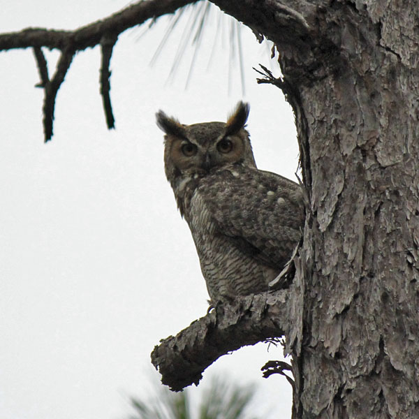 owl pic 2