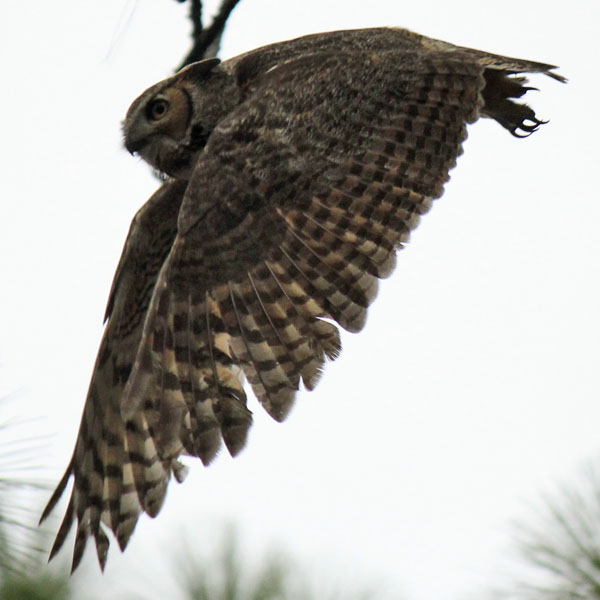 owl pic 4