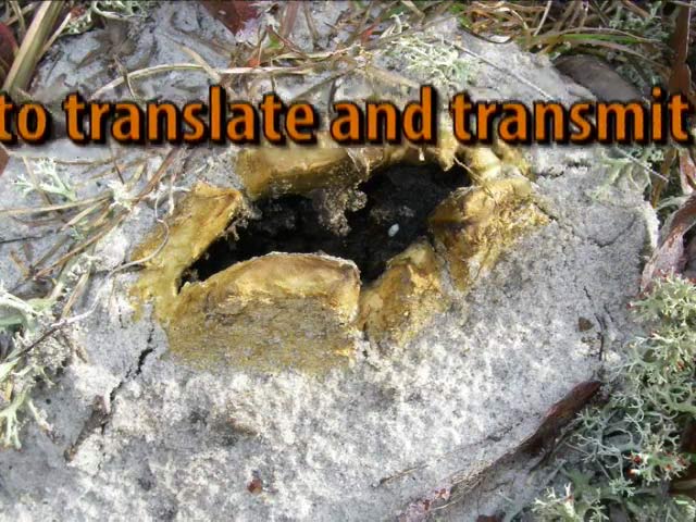 to translate and transmit