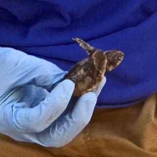 Loggerhead turtle hatchling found 8-5-2015