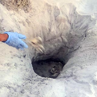 Refilling Loggerhead turtle nest hole 8-5-2015