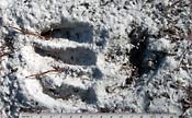 track, Florida black bear?