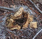 earthball