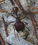 harvester ant