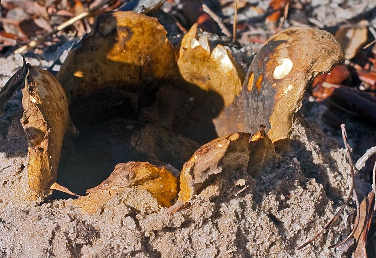 large earthball