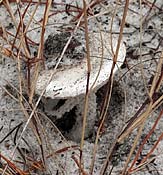 mushroom stemming from hole