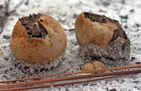 twin earthballs opened