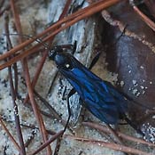 blue-winged