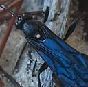 blue-winged