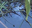 oil sheen in water