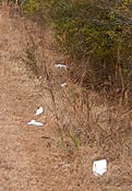 scatter trash