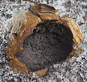 earthball, Jan. 27, 2011