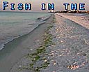 Fish Life on the Edge - in the water