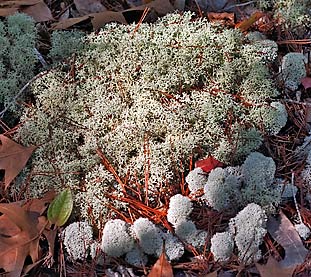 deer lichens