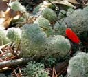 new leaf in deer lichen 2012