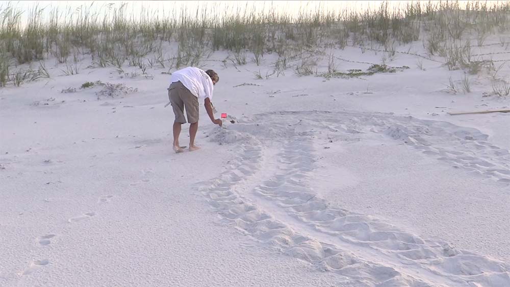Bobby starts flagging the nest