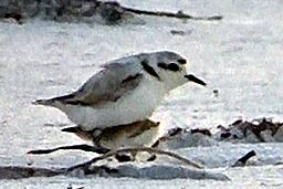 Snowy plover taking chick under wing