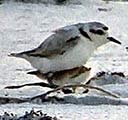 Snowy plover taking the chick under its wing