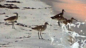 Willets