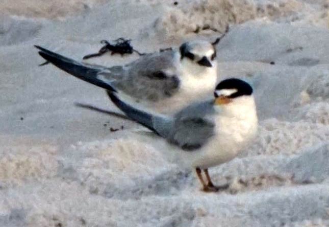 Subadult and adult Least Terns