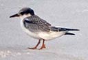 Juvenile Least Tern, 2015-08-11