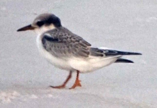 juvenile Least Tern