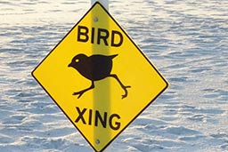 Least tern colony