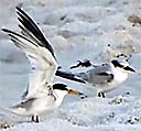 Least Terns: adult and subadult, 2015-08-19
