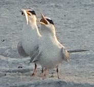 Tern love
