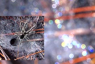 Artist: Rainbow sheen of dew on the spider's web