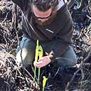 Biologist Jeff Talbert with newly emerging pitcher plants in Deer Lake State Park, FL, 2016-04-06