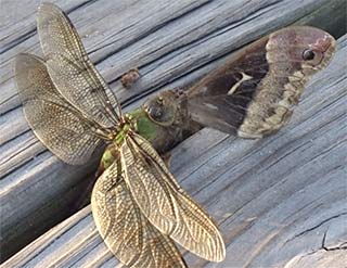 Dragonfly eating butterfly