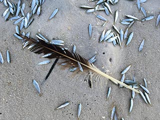 Little fishes onshore with bird feather