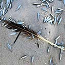 Little Fishes In and Out of the Gulf of Mexico, a movie, 2016-07-20