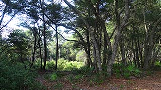 Oaks along a forest park service road frame a medow below.