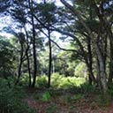 Deer Lake State Park Forest 2016, 2016-08-31