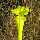 Pitcher Plant at Deer Lake State Park, FL, 2016-05-18