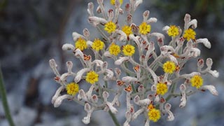 Golden crest
