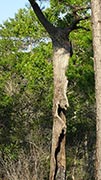 Lightninged tree