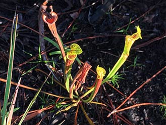 Tiny Pitcher Plant in Deer Lake State Park, FL, 2016