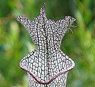 Spider on white-topped pitcher plant