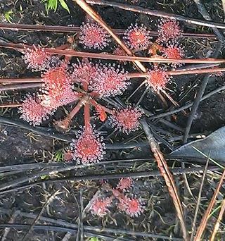Sundews