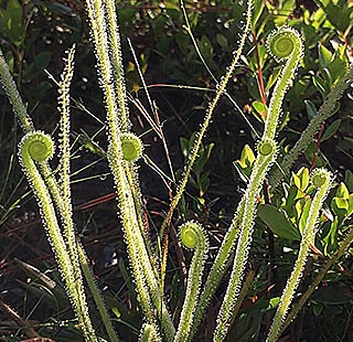 Thread-leaf sundew