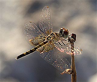 Dragonfly