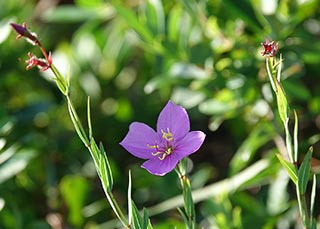 Meadow beauty flowers