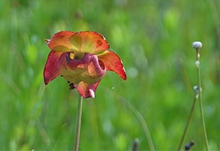 Pitcher plant flower