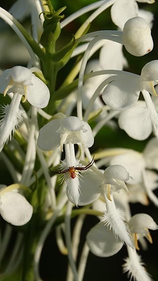 Spider on white-fringed orchid flower